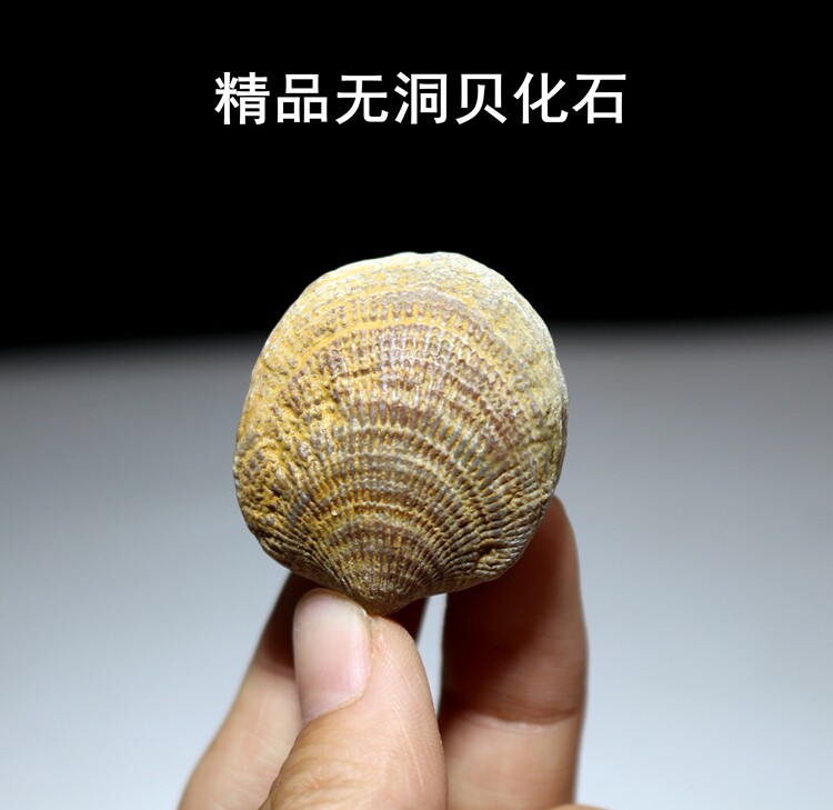 Cave-free shell fossil Marine Devonian paleontological fossil Rough brachiopod shell fossil science teaching specimen