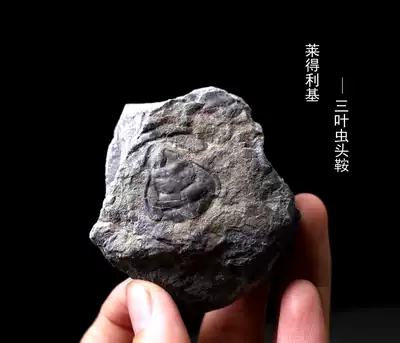 Trilobites head saddle of lai de niche head saddle fossil stone specimens ancient marine animal fossil stone