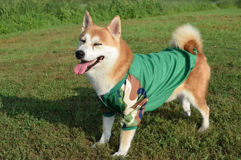 Nhãn hiệu trang phục chó thủy thủ mùa thu mới áo khoác bóng chày chó Shiba Inu Keji Husky quần áo chó - Quần áo & phụ kiện thú cưng