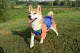 Nhãn hiệu trang phục chó thủy thủ mùa thu mới áo khoác bóng chày chó Shiba Inu Keji Husky quần áo chó - Quần áo & phụ kiện thú cưng