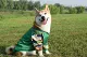 Nhãn hiệu trang phục chó thủy thủ mùa thu mới áo khoác bóng chày chó Shiba Inu Keji Husky quần áo chó - Quần áo & phụ kiện thú cưng