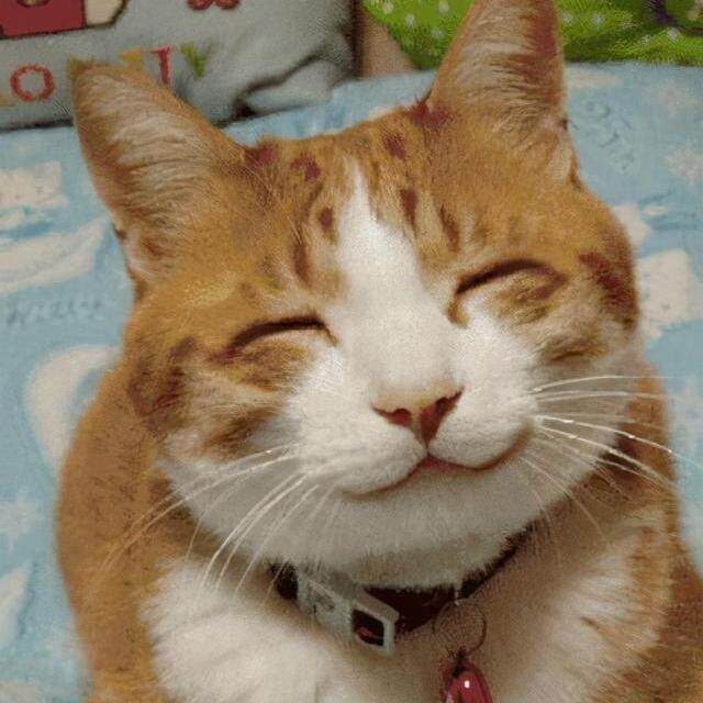 网盘猫手机壁纸的LOGO