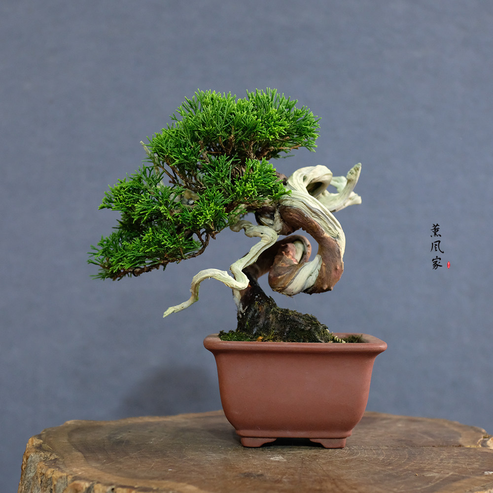 盆栽味澤 真柏 盆栽 小品盆栽 (盆栽味澤 真柏 盆栽 小品盆栽 盆栽味澤 真柏 盆栽 小品盆栽 (盆栽味澤 真柏 盆栽 小品盆栽