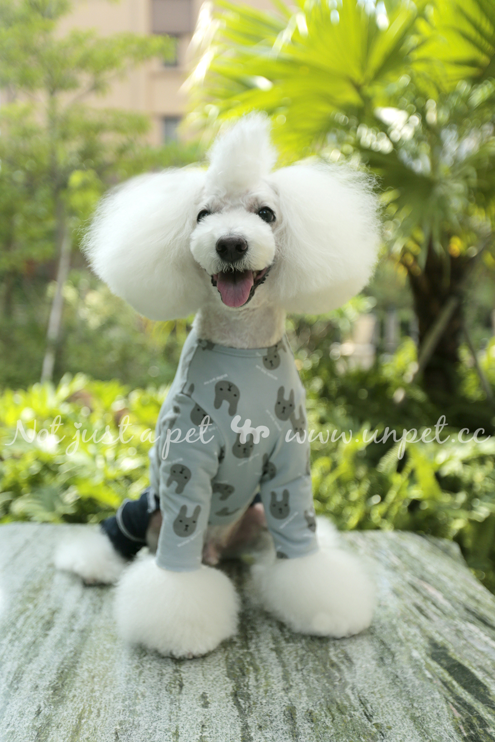 Unpet Breguet Pet mèo, chó và chó trang phục mùa thu và mùa đông chạm đáy áo sơ mi cổ tròn thỏ Áo thun ba màu tùy chọn - Quần áo & phụ kiện thú cưng áo dài cho chó