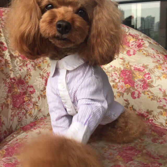 Unpet Bao dependents Pet dog clothes teddy certificate in spring white collar striped shirt spring dress 100 hitch-Taobao