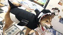 Outer single original single micro-blemish mouth can be removed Super cool big shark dog transformation clothing Pet clothes
