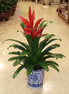 Fengxin plant to move new home pot opening gift to migrate plants to suck formaldehyde plants to purify air