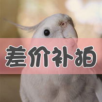 CG parrot studio supplies difference make up the difference in shipping cost Make up the difference in shipping cost Make up the difference