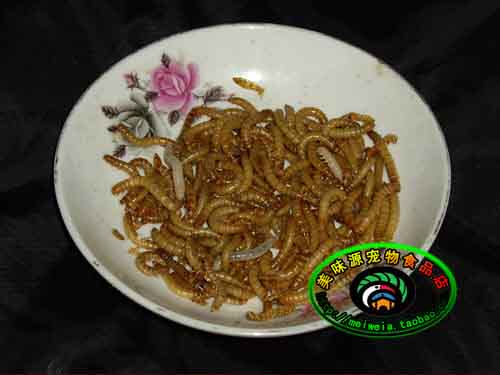 Painting Eyebrows Brother 8 Gothic Nutritional Birds Food Yellow Pink Worm Bread Worm wheat gluten live bug 50 gr 1 two