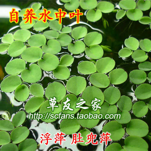 水族箱真水草活体浮萍肚兜萍浮性水草吸收no3水晶虾缸草缸1朵