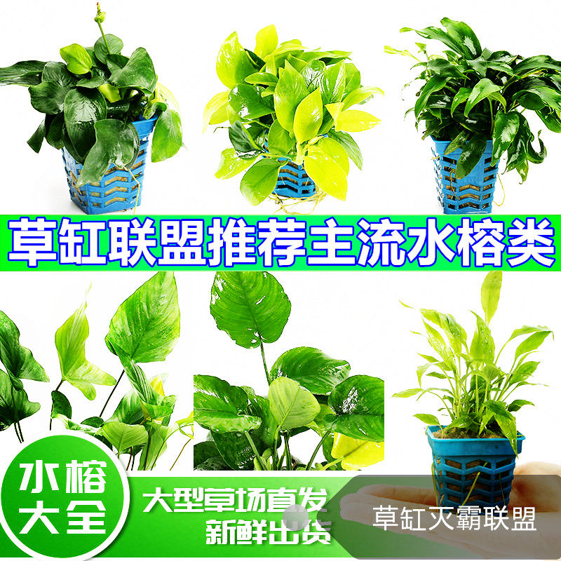 Small leaf banyan dovetail banyan mini gold banyan money banyan banyan coffee banyan coffee banyan chilli water banyan Danish banyan