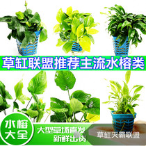 Small Leaf Banyan Swallow-tailed Banyan Mini Gold Banyan Money Banyan Peony Banyan Coffee Banyan Swallow-tailed Banyan Pepper Water Banyan Danish Banyan