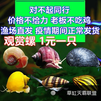 Malay Mystery snail Ornamental snail Algae removal snail Living tool snail Apple snail Purple snail Zebra Snail Egg Egg Pet Snail