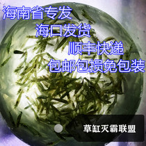 Hainan Ornamental shrimp algae removal shrimp tool shrimp Xiang Ji Shi Huang Rice Dark chocolate black shell glass shrimp Pet shrimp