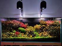 Lanbao LED aquarium downlight Polar night Darth Vader new lamp beads Mobile PHONE APP Nittley high-end series