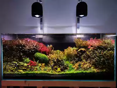 Lanbao LED aquatic straw downlight polar night black warrior new lamp beads mobile phone APP Nitelli high-end series