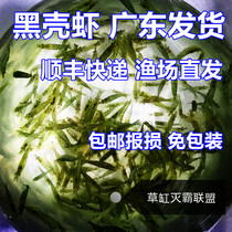 Black shell shrimp package Aquarium algae removal shrimp Ornamental shrimp Cleaning shrimp Live feed tool shrimp grass tank Pet shrimp