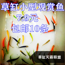 Small tropical Fish Aquarium Fish Lamp fish School fish Swimming fish Live fish Red and blue fluorescent Zebrafish Guppy Mickey