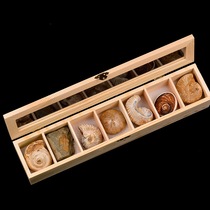 Ancient seven rhymes seven kinds of raw ore raw stone fossils paleontological specimens trilobite insects sea urchin belt wooden box