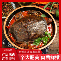 Xinyang halogen turtle Huangchuan Guangshan Qiu County long live the same ready-to-eat cooked specialty wai tang laobie son snacks
