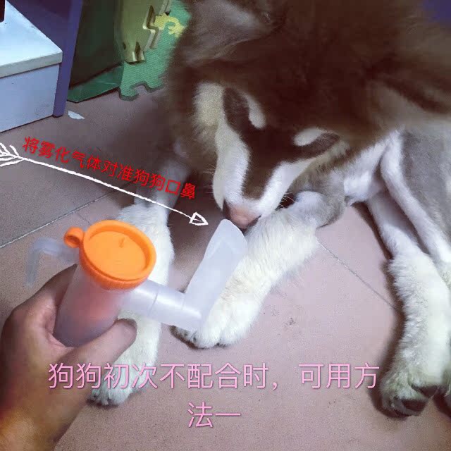 Pet nebulizer chó lạnh nguyên tử hóa mèo lạnh mèo nguyên tử mèo mũi chó viêm phổi kennel ho pet petizer - Cat / Dog Health bổ sung sữa cho chó 6 tháng	