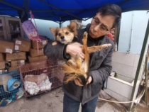 (Adopt) dog from Wulitian car accident