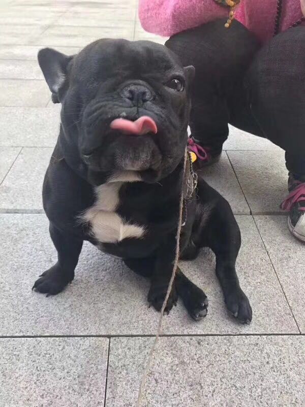 Cocoa (non-sold for display only)