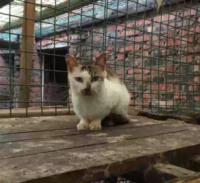 101 Mother Cat House Orange Sauce (not for sale for display only)