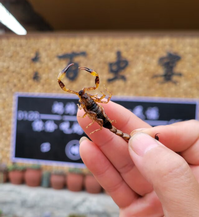 云南的稀奇古怪