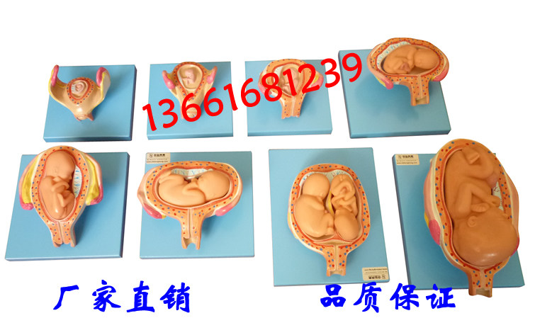 高级妊娠胚胎发育过程模型 胎儿妊娠发育过程模型 胎儿发育模型