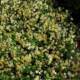New variety Tuscany star yellow flower trapezoid windmill jasmine four-season evergreen courtyard garden climbing plant