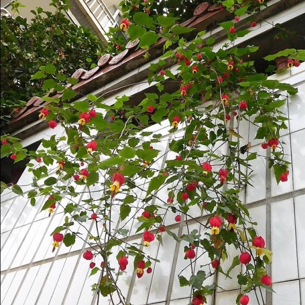 藤本爬藤植物盆栽灯笼花苗蔓性风铃花四季开花花卉观花植物室内花