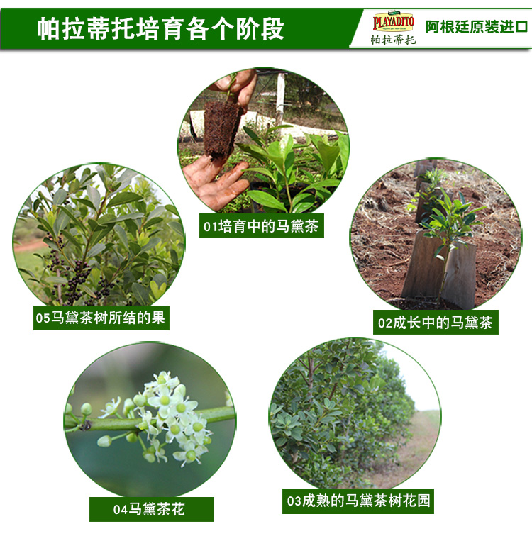 阿根廷原装进口 帕拉蒂托 精品无梗马黛茶 500g 图16