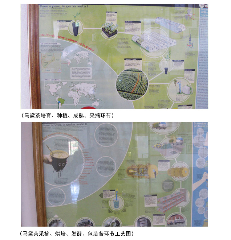 阿根廷原装进口 帕拉蒂托 精品无梗马黛茶 500g 图18