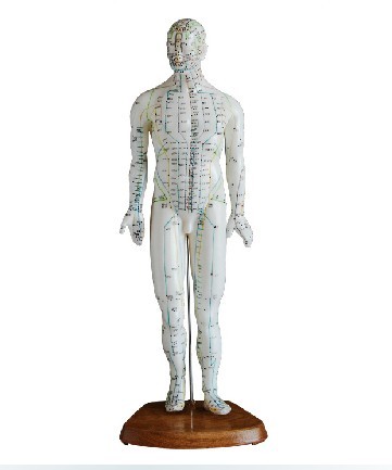 人体针灸模型46CM 人体全身穴位模型 医学教学培训专用 男性