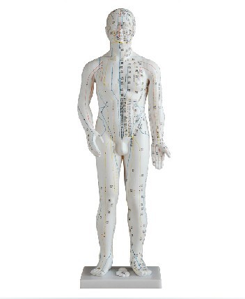 人体针灸模型70CM 玻璃钢人体全身穴位模型 穴位清晰 男性
