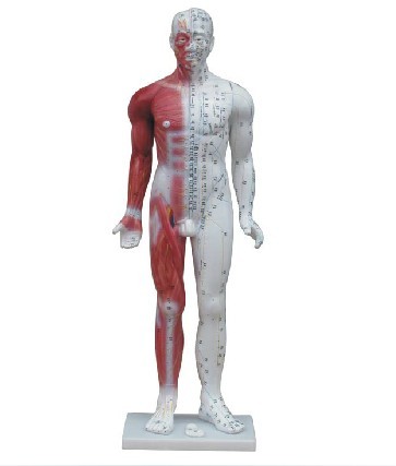 人体针灸模型84CM 玻璃钢全身人体穴位模型 医学教学培训专用
