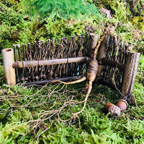 Qiaos sister Changbai Mountain fresh mountain ginseng Forest ginseng 18 years of pruning Wild mountain ginseng with soil fresh ginseng Moving mountain ginseng bubble wine