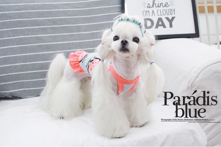Dưa hấu mùa xuân và mùa hè mỏng vest váy váy thú cưng Teddy Yorkshire Terrier trang phục chó nhỏ - Quần áo & phụ kiện thú cưng phụ kiện chó mèo