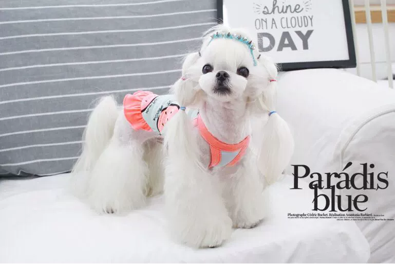 Dưa hấu mùa xuân và mùa hè mỏng vest váy váy thú cưng Teddy Yorkshire Terrier trang phục chó nhỏ - Quần áo & phụ kiện thú cưng quần áo cho chó mèo giá rẻ