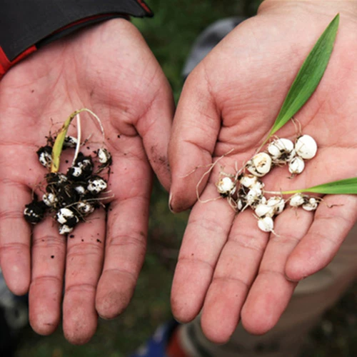 Wild Sichuanbei, Five Free, чтобы получить один бесплатный для одного из Sichuan Aba Wild Sikawa Fritillaria, может поразить Чуанбей Фанальные лекарственные материалы 10G.