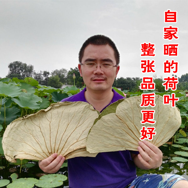 Lotus leaf whole dried lotus leaf cut into small pieces message tangerine peel lotus leaf tea in the lotus leaf lotus leaf chicken special lotus leaf 500g