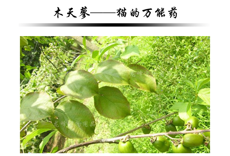 Gỗ bọ cạp bột trái cây Gỗ bọ cạp bột mèo ăn nhẹ cảm ứng mèo giải nén răng hàm đờm bẩn 10g hạt ăn cho mèo