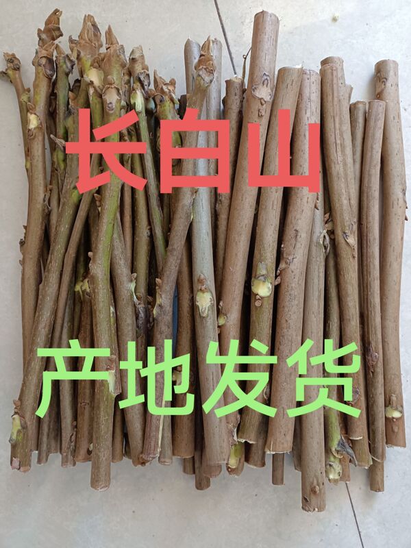 Fresh Walnut Branches from Changbai Mountain in Northeast China, Non-Green Walnut Bark, Tree Roots, Chinese Medicinal Materials