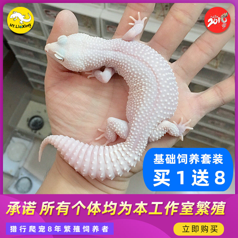 Hunting BAO WELN The patron of the palace The new hand starter of the new hand starter cute orange Snowflake Roof of the Galaxy Blizzard