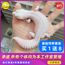 Hunting BAO WELN The patron of the palace The new hand starter of the new hand starter cute orange Snow flower radish galactic tyrannosaurus