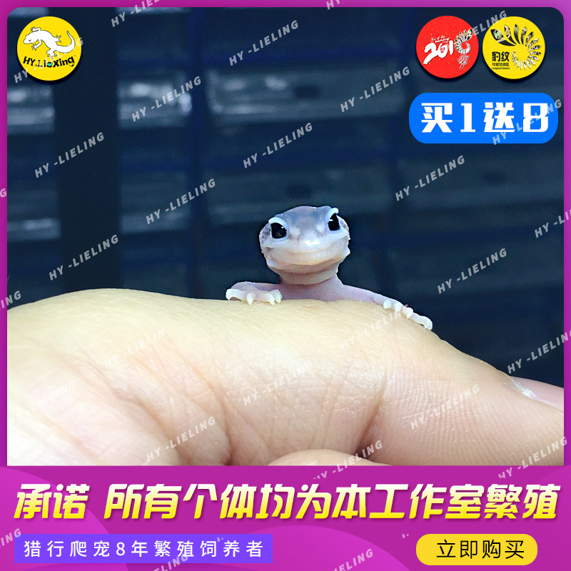 HUNTING BAO WEN PALACE GUARD STAY MENG EASY TO RAISE CLIMBING PET NOVICE ENTRY PALACE GUARD LARVA RADISH ORANGE HIGH YELLOW GALAXY