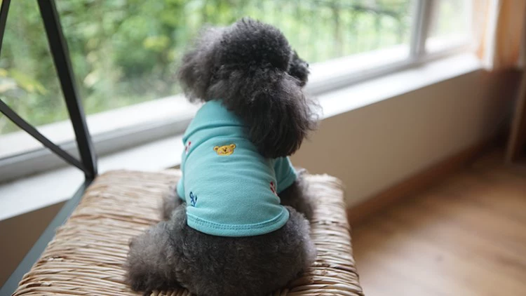 Pet quần áo chó cầu vồng mỏng thêu áo polo gấu Teddy Xiong Bomei quần áo vest mùa thu và mùa đông - Quần áo & phụ kiện thú cưng