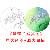 Mong sketch White drawing circle fan Li Xiaoming Phalaenopsis photo line drawing copy physical print 848C
