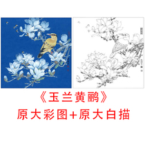 Li Xiaoming flower and bird sketch draft Li Xiaoming-Magnolia Oriole-line drawing copy physical print 843C